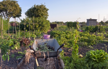 Taking on an Allotment